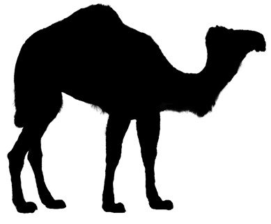 Camel